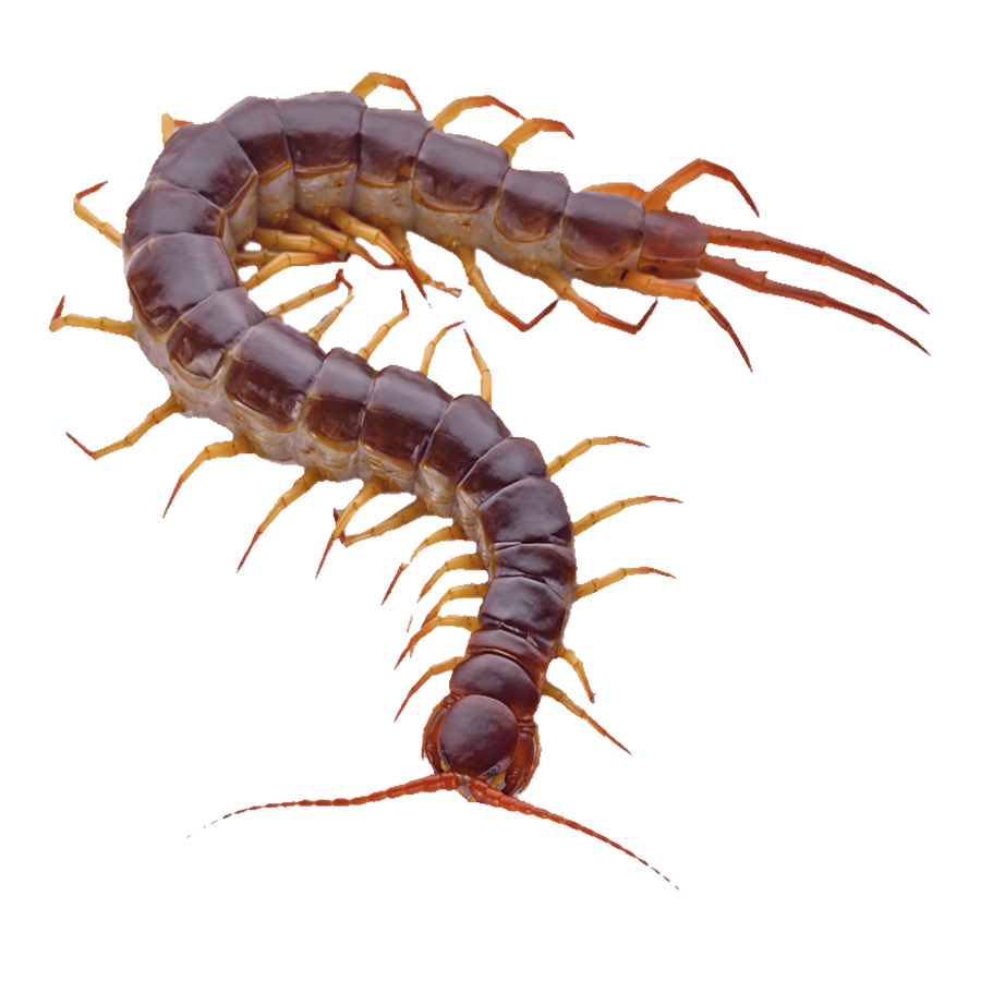 Centipede Transparent Picture