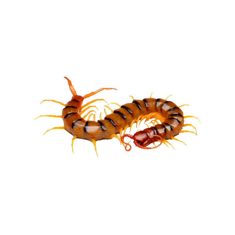 Centipede Transparent Clipart