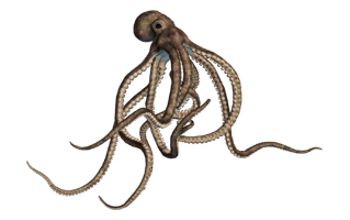 Cephalopod PNG