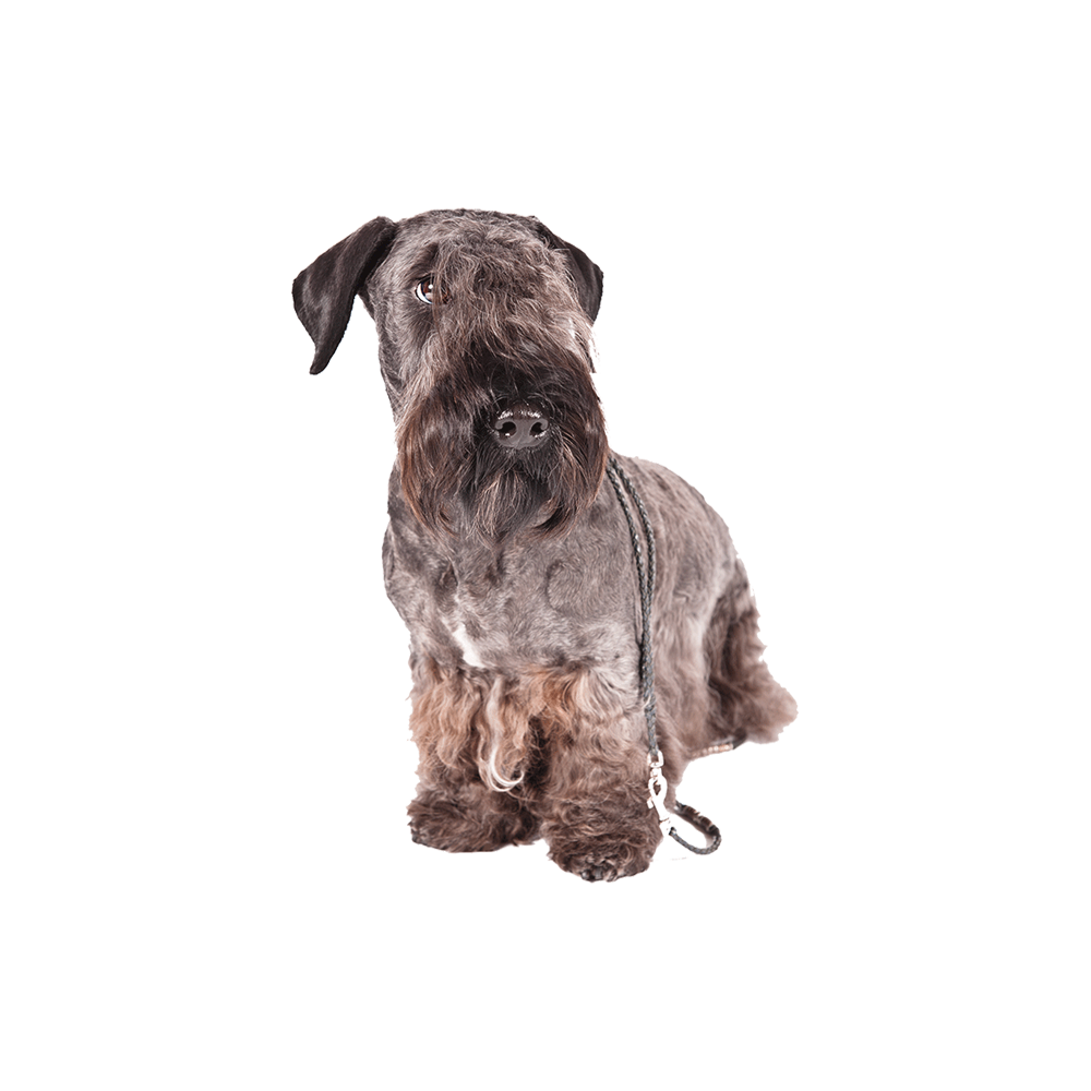 Cesky Terrier  Transparent Image