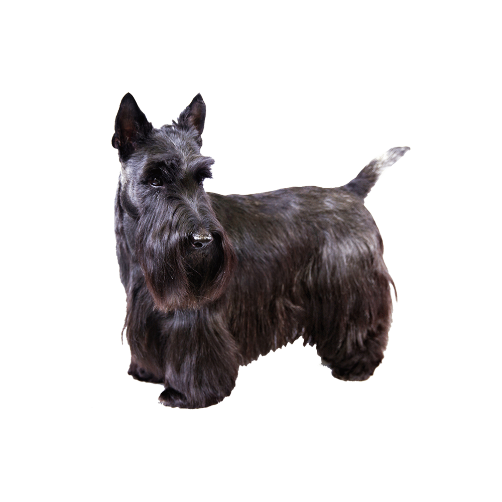 Cesky Terrier Transparent Picture