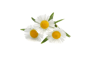 Chamomile Flower PNG