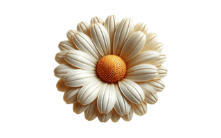 Chamomile Free Sticker PNG