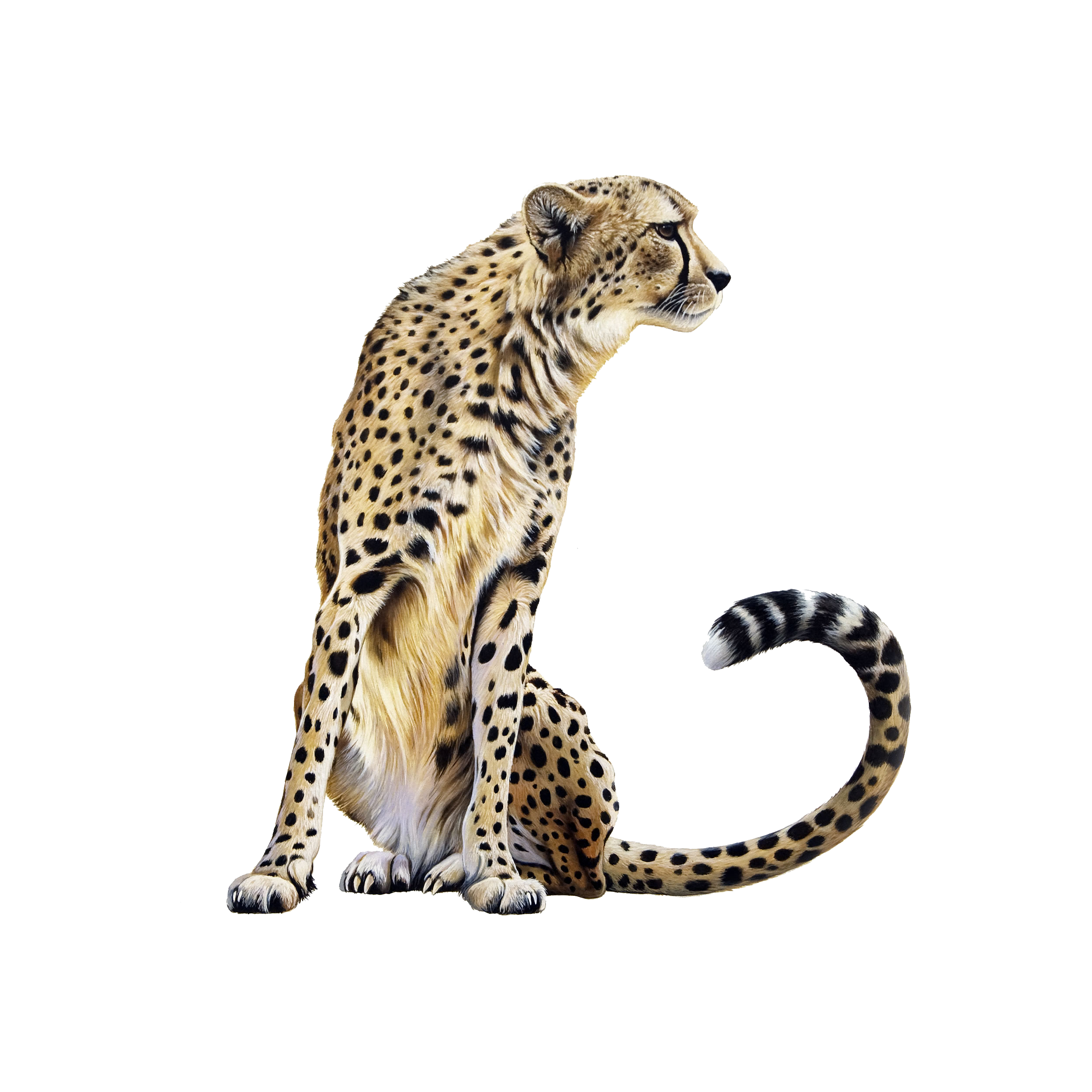 Cheetah Transparent Gallery