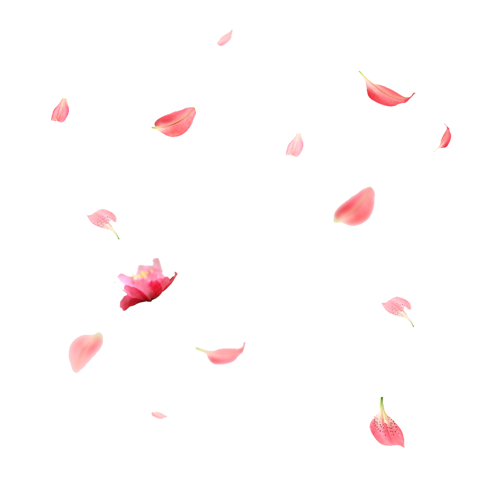 Cherry Blossom Petals Transparent Image
