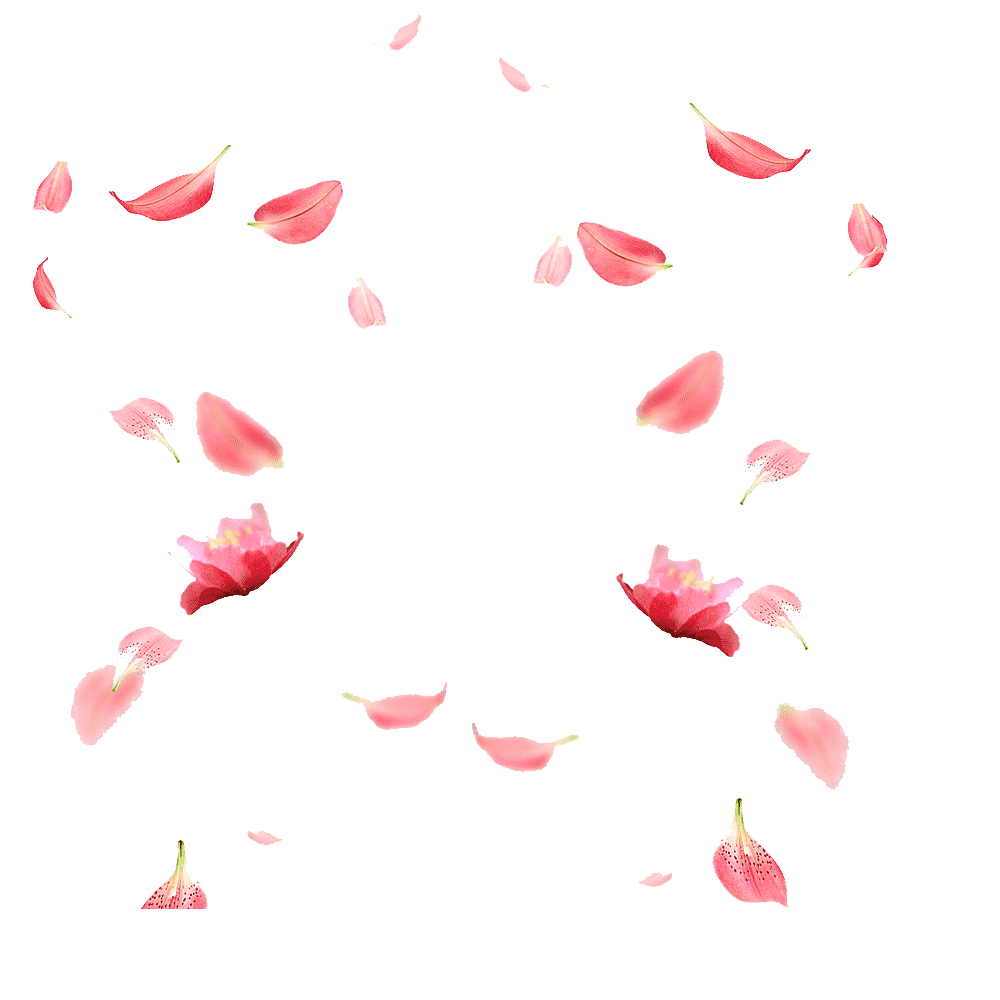 Cherry Blossom Petals Transparent Clipart