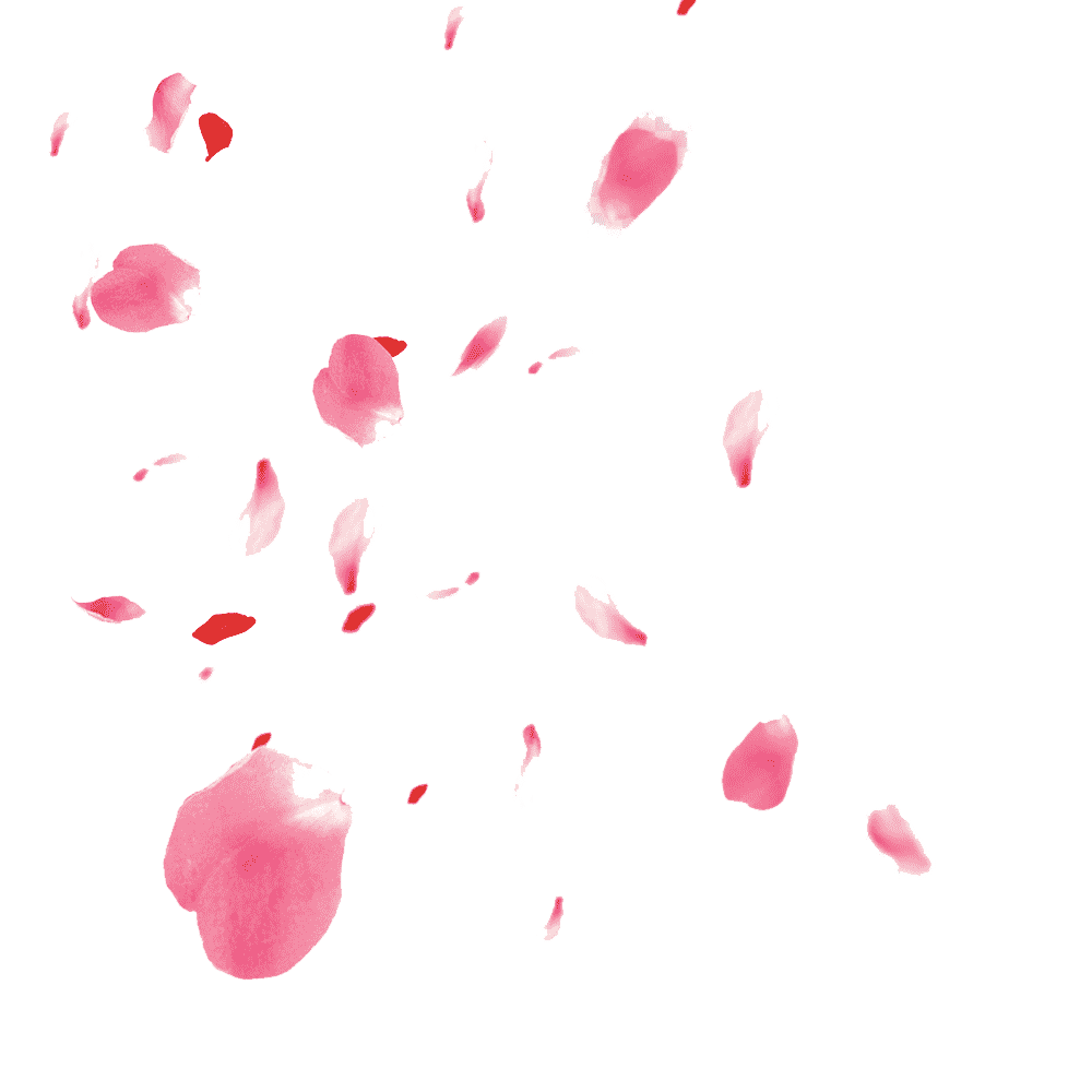 Cherry Blossom Petals Transparent Gallery