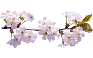 Cherry Blossom PNG