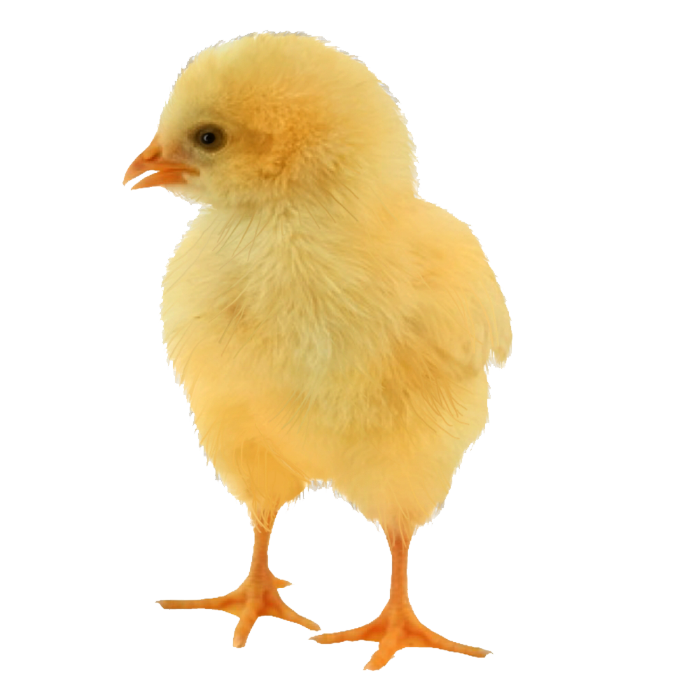 Chick Transparent Image