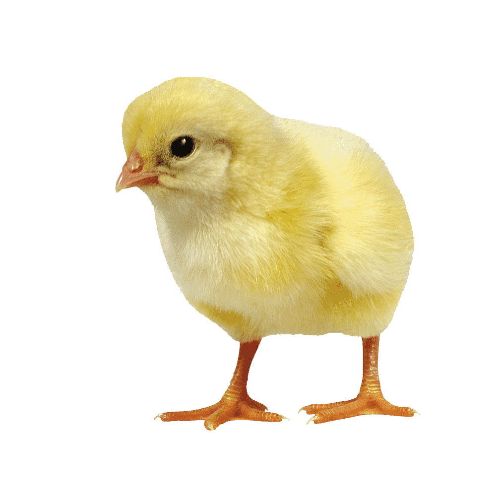 Chick Transparent Clipart