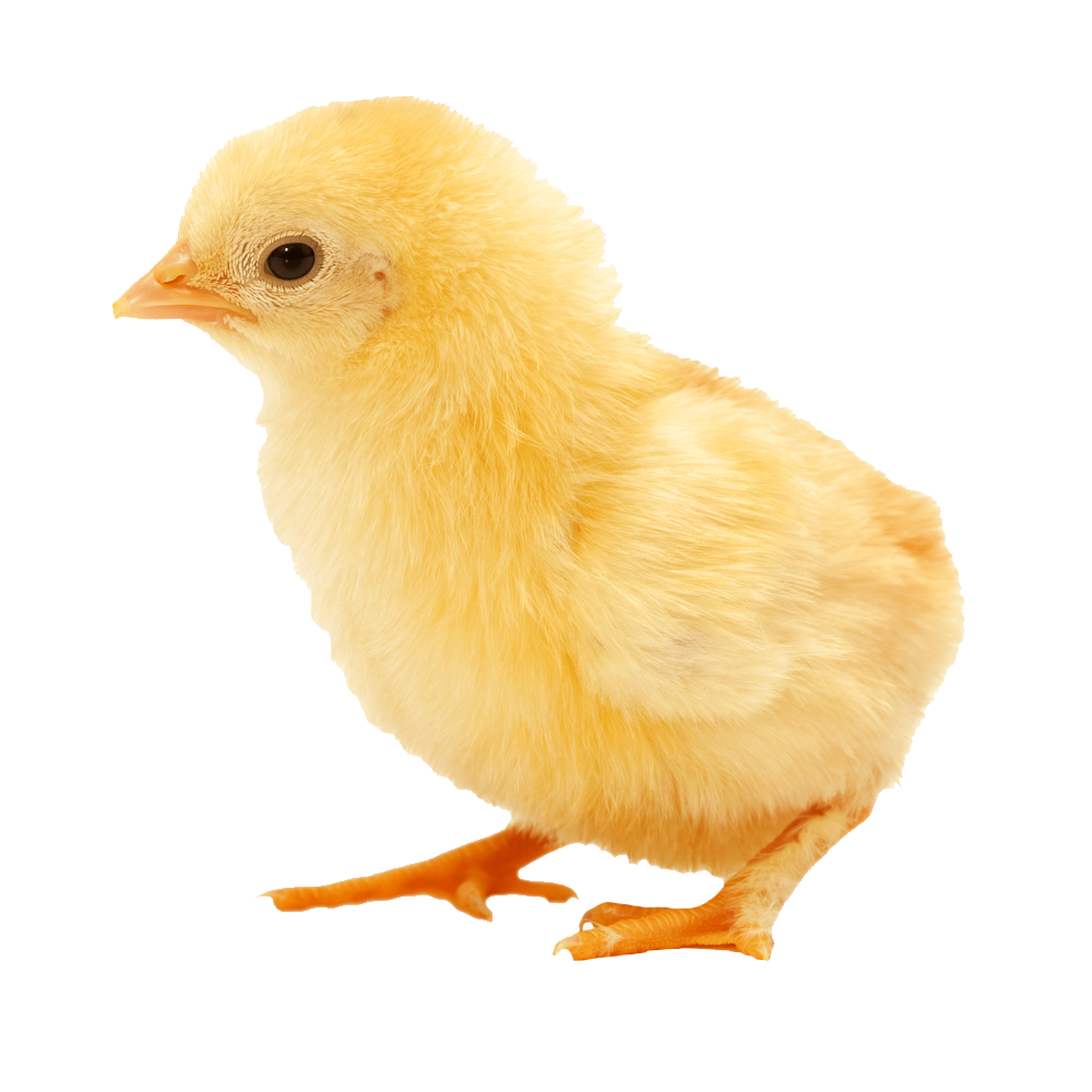Chick Transparent Gallery