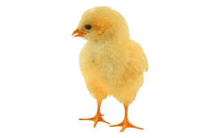 Chick PNG