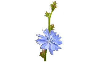 Chicory PNG