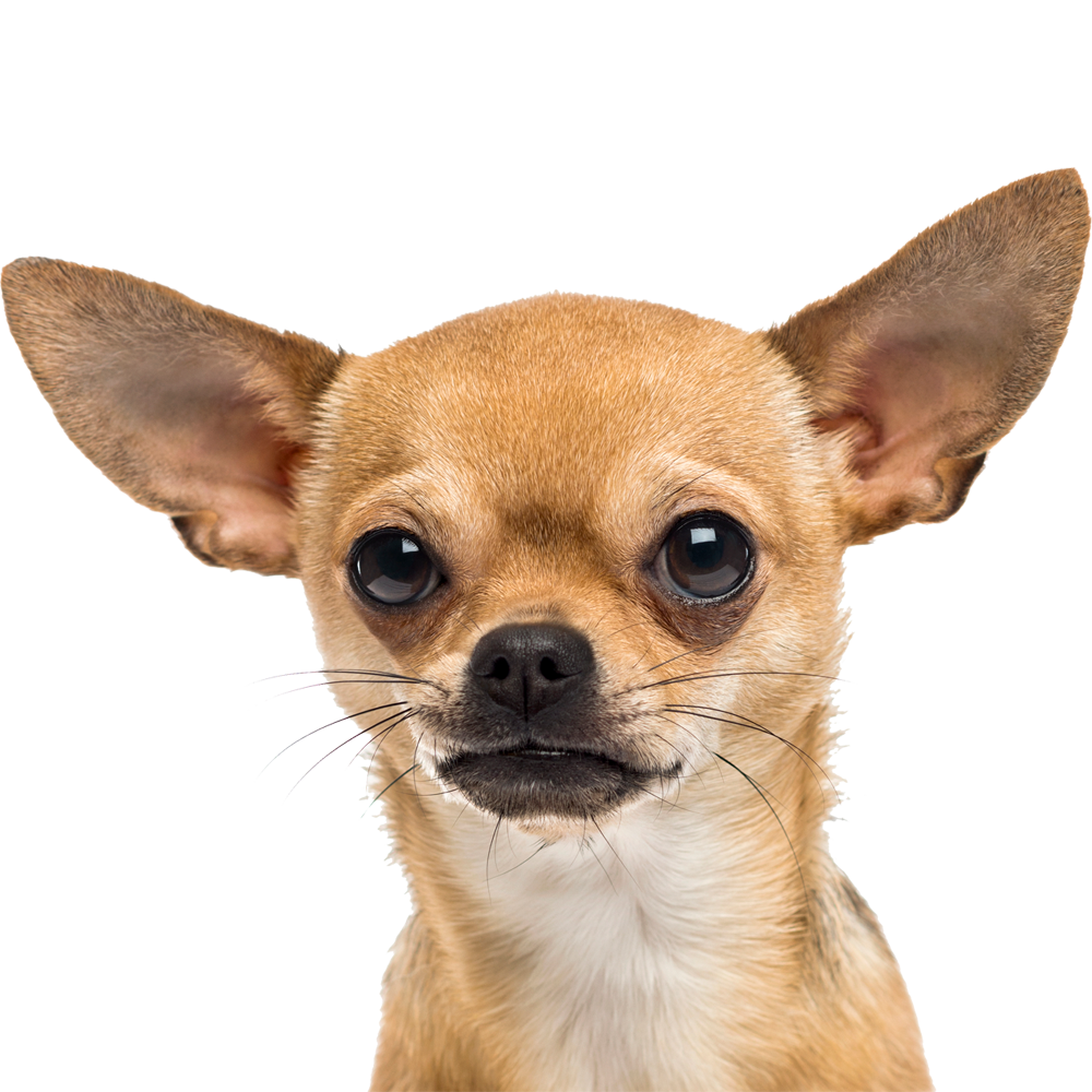 Chihuahua Transparent Photo