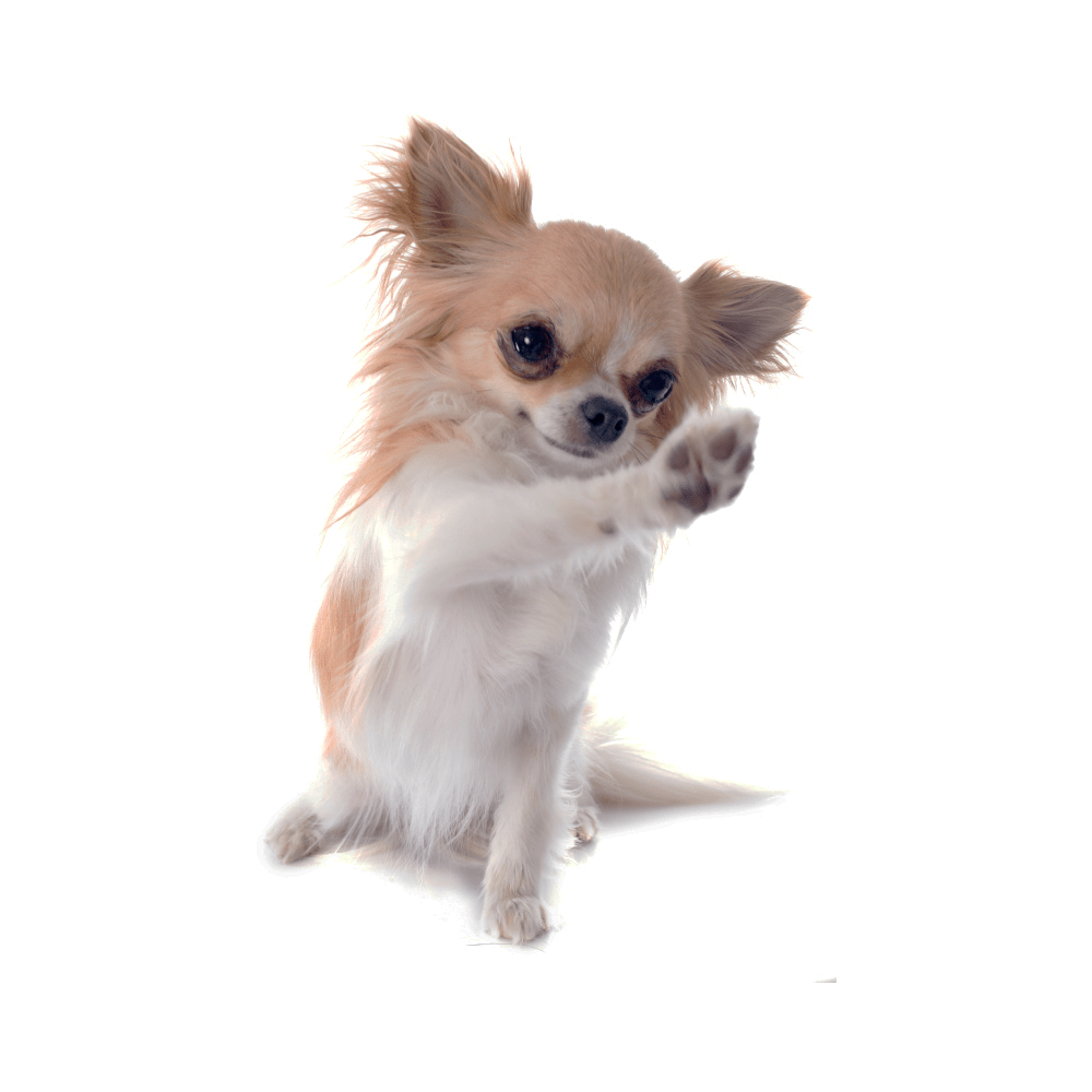 Chihuahua Transparent Picture