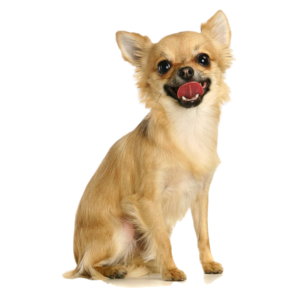 Chihuahua Transparent Clipart