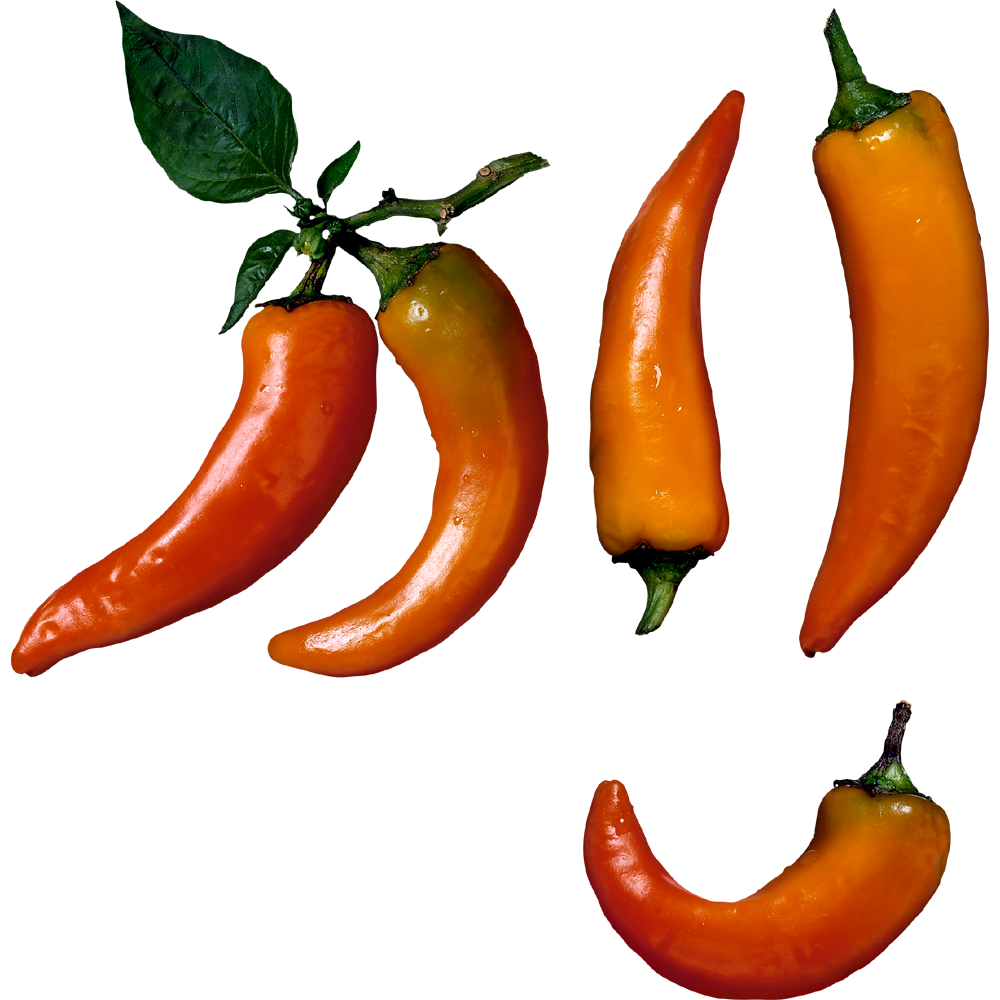 Chili Pepper  Transparent Image