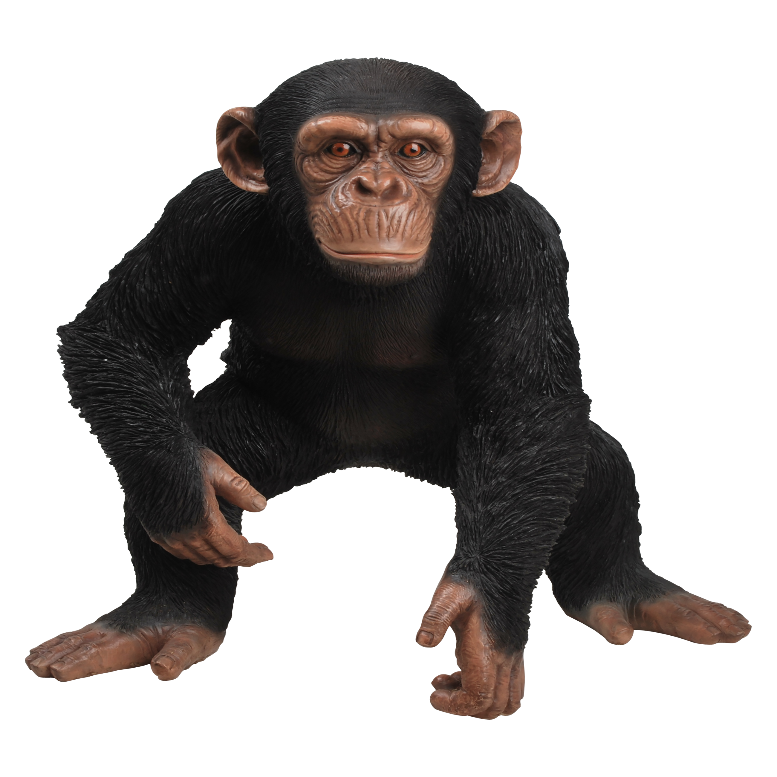 Chimpanzee Transparent Image
