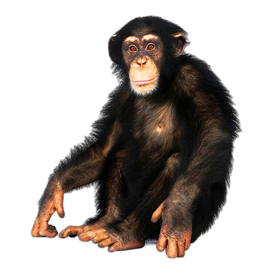 Chimpanzee Transparent Photo