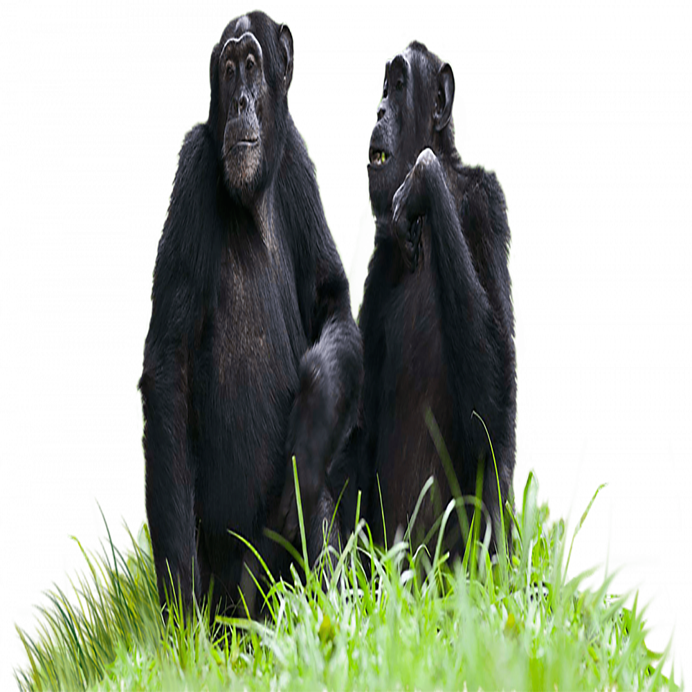 Chimpanzee Transparent Picture