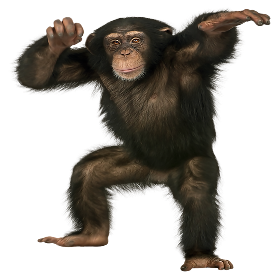 Chimpanzee Transparent Clipart