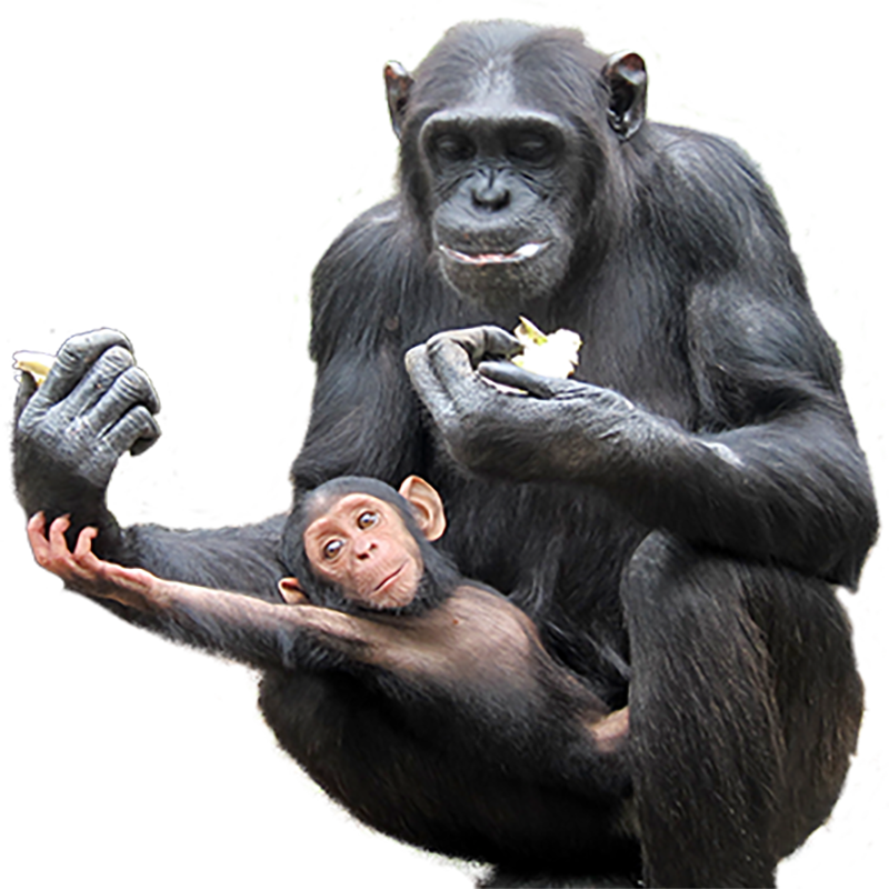 Chimpanzee Transparent Gallery