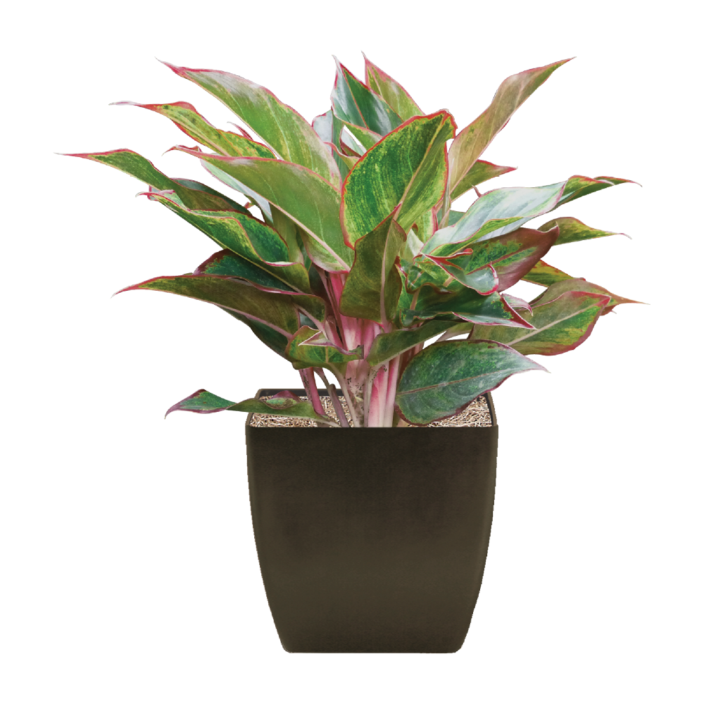 Chinese Evergreen Transparent Picture