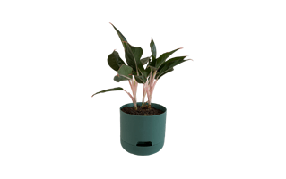 Chinese Evergreen PNG