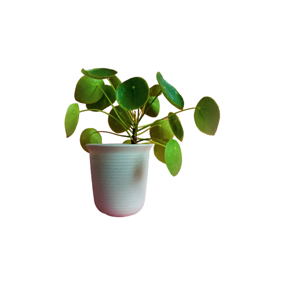 Chinese Money Plant Transparent Picture