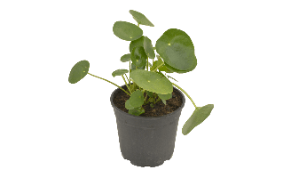 Chinese Money Plant PNG