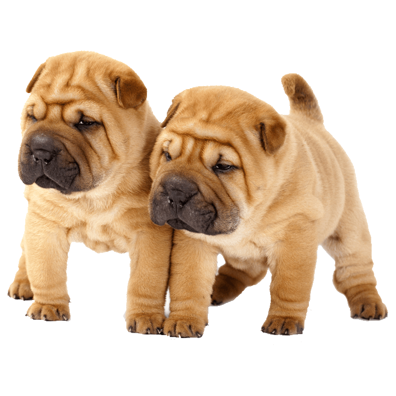 Chinese Shar Pei Transparent Clipart