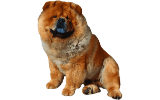 Chow Chow PNG