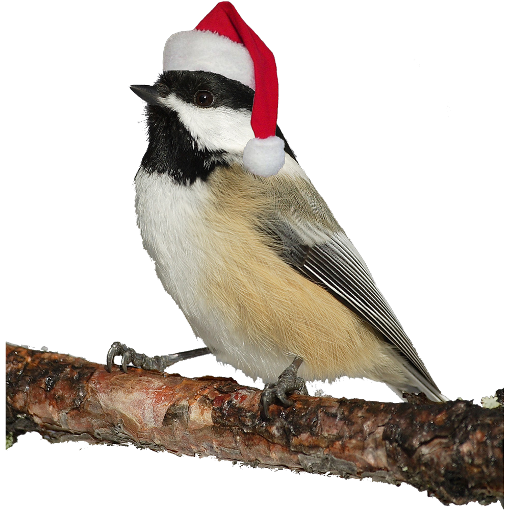 Christmas Bird  Transparent Clipart