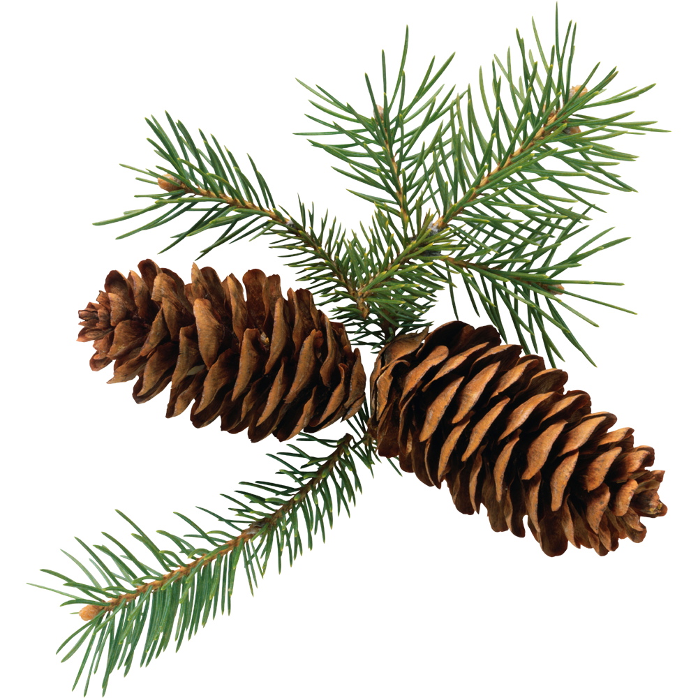 Christmas Pine Cone  Transparent Image