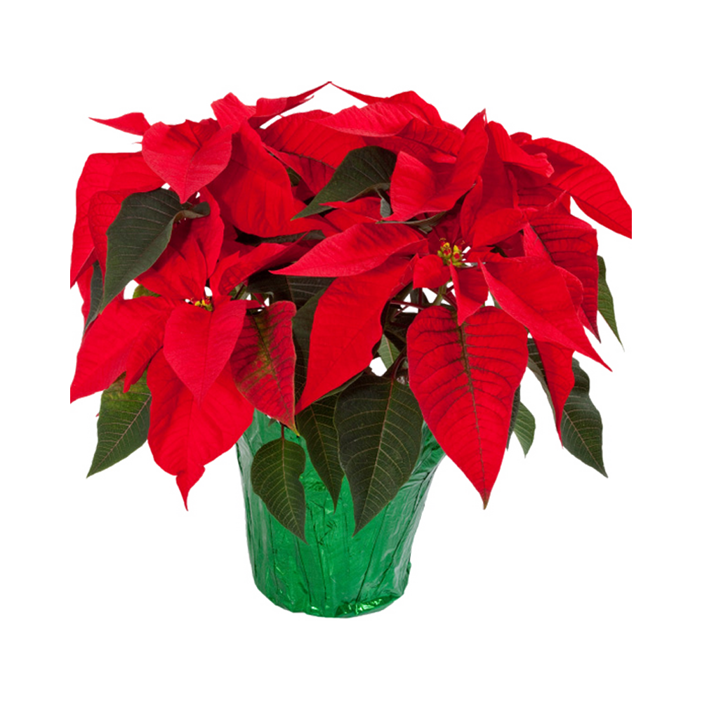 Christmas Poinsettia Plant  Transparent Image