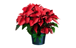 Christmas Poinsettia Plant PNG