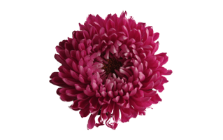 Chrysanthemum PNG