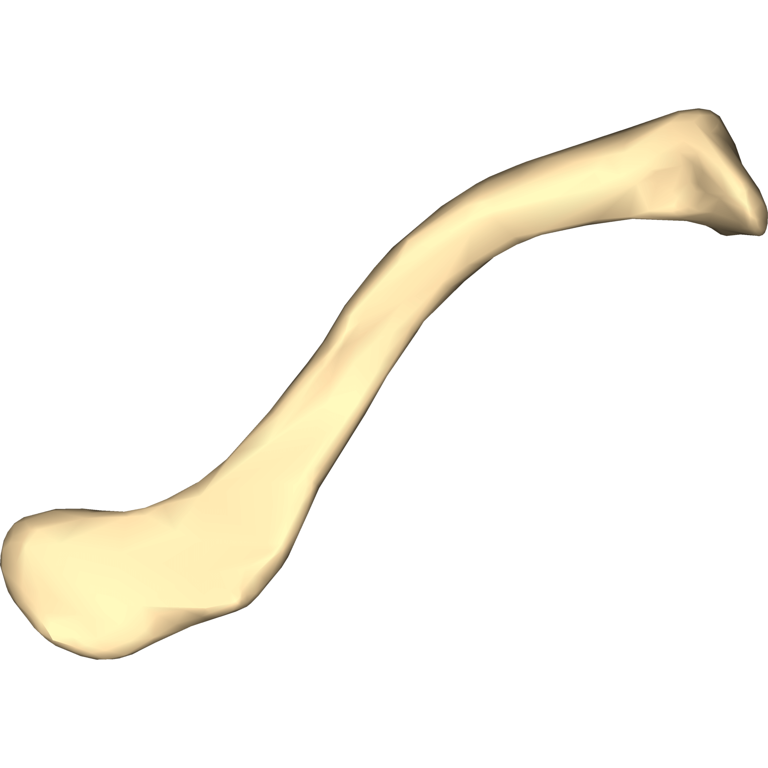 Clavicle Bone Transparent Photo