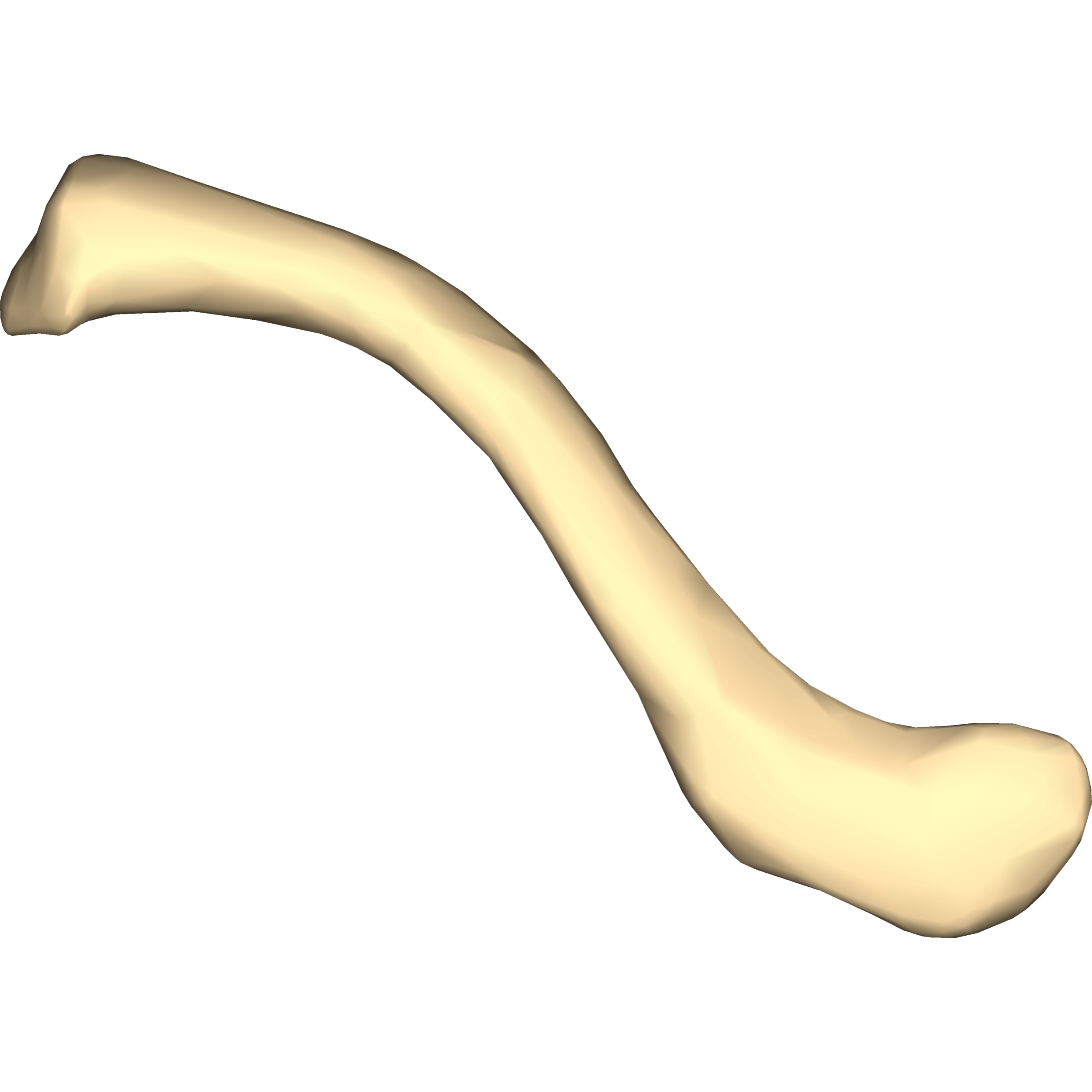 Clavicle Bone Transparent Picture