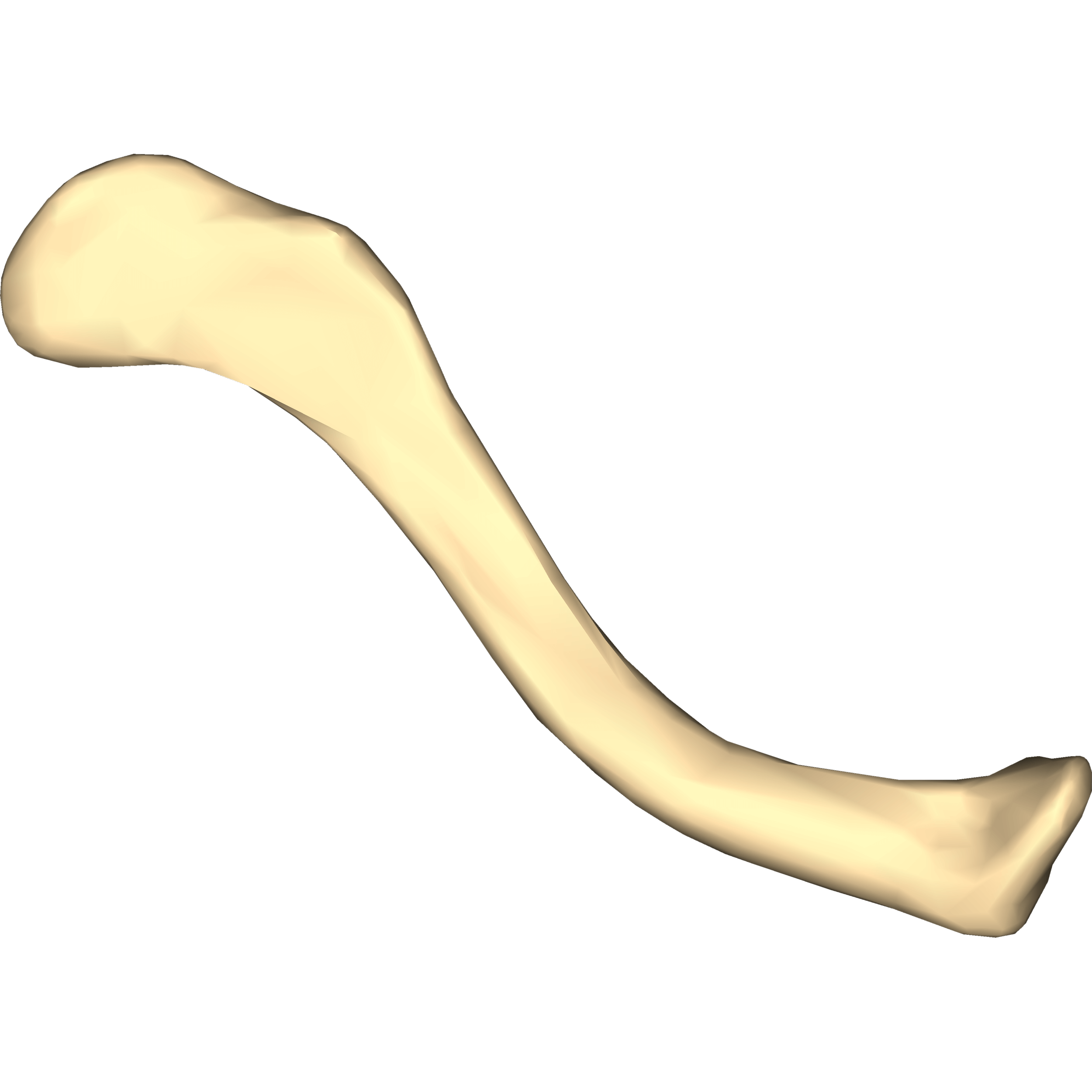 Clavicle Bone Transparent Clipart