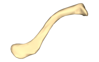 Clavicle Bone