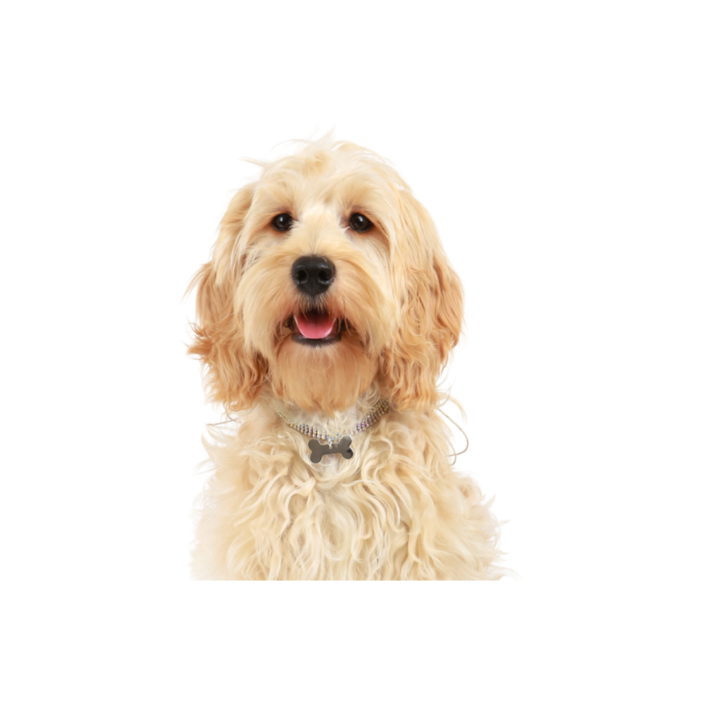 Cockapoo Dog  Transparent Image