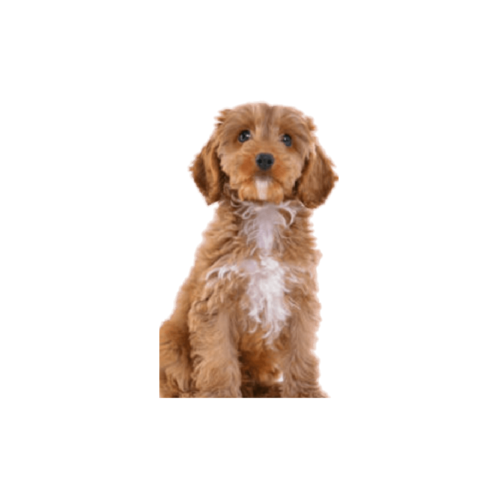 Cockapoo Dog  Transparent Clipart