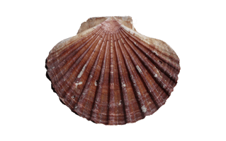 Cockle PNG