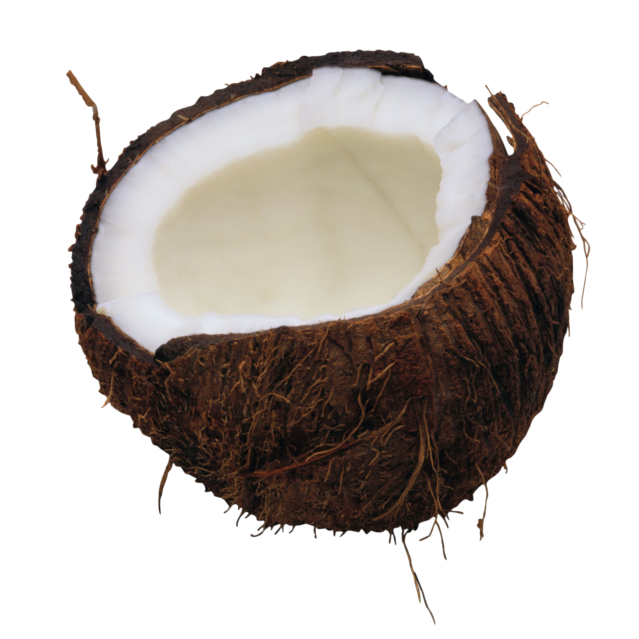 Coconut Transparent Image