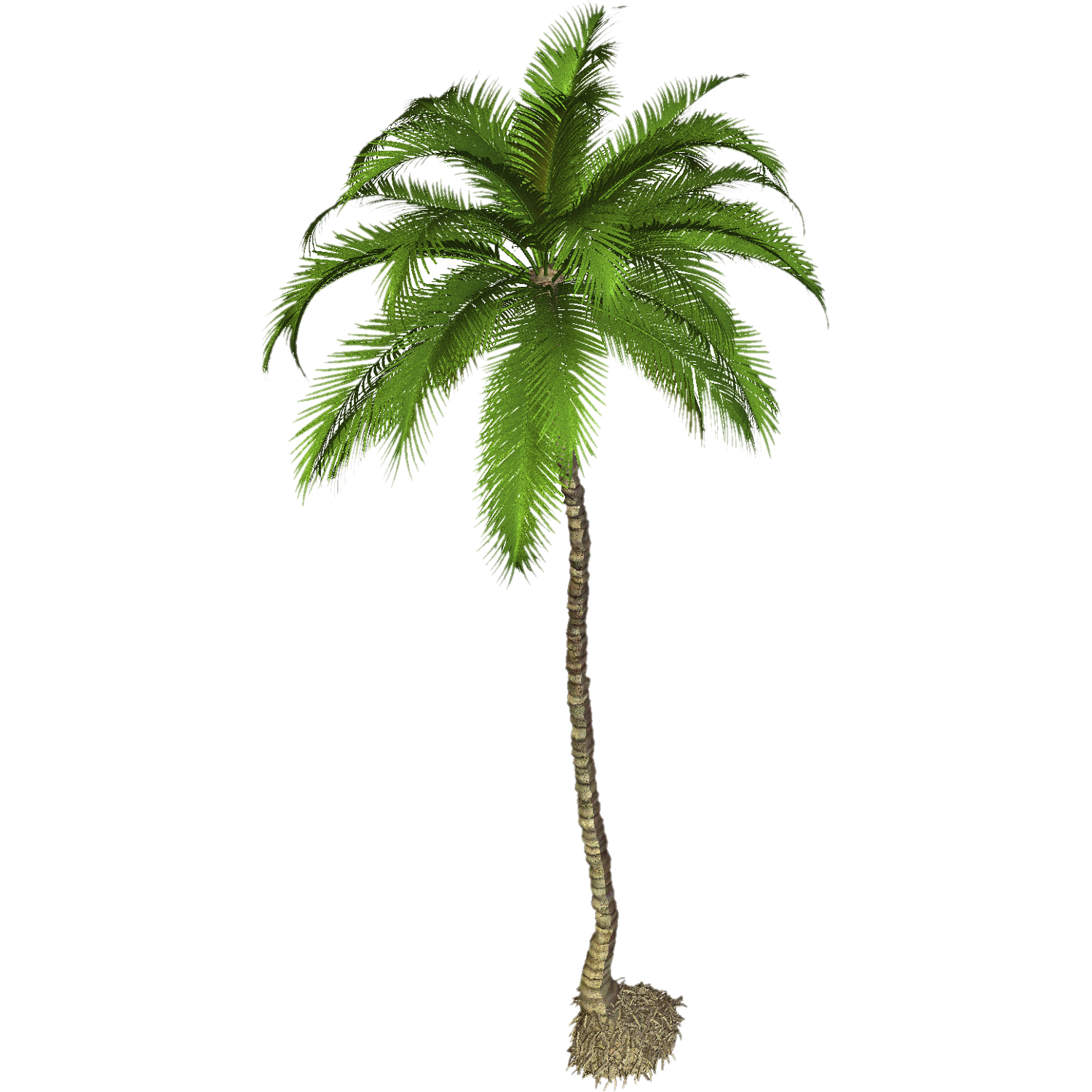 Coconut Tree  Transparent Image