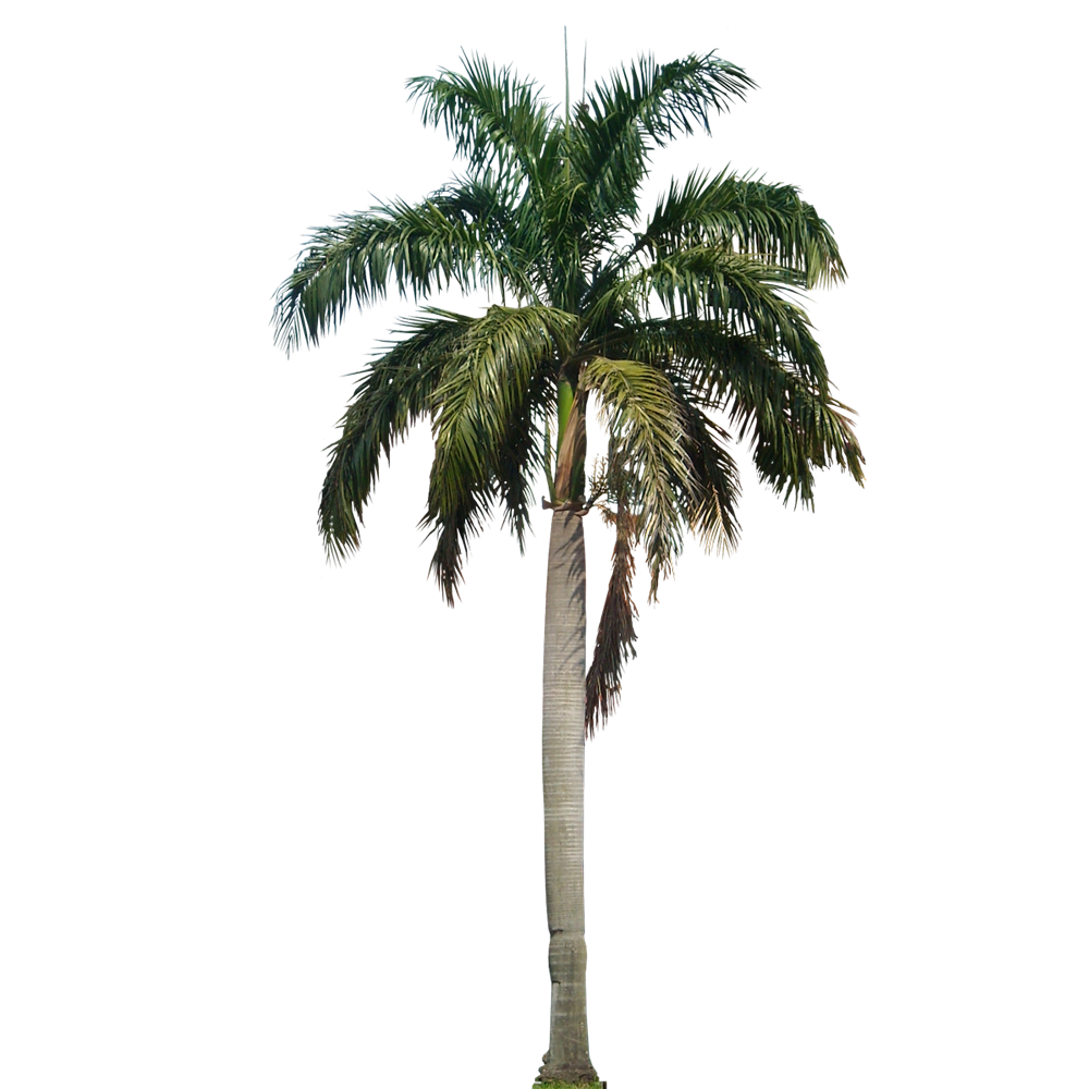 Coconut Tree  Transparent Photo