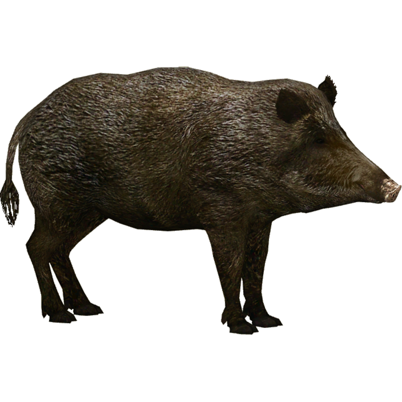 Collared Peccary Transparent Clipart