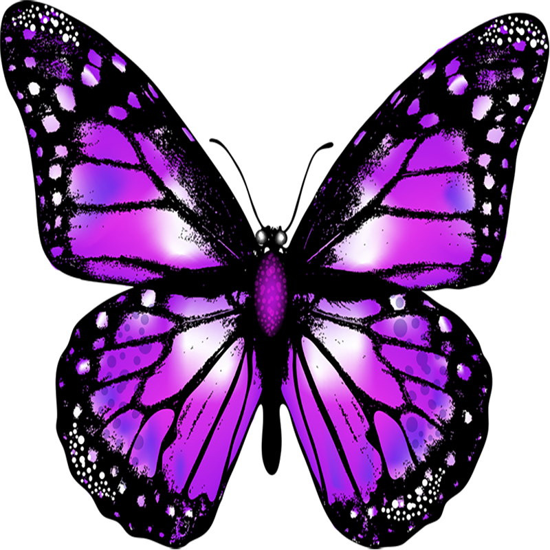 Colorful Butterfly Transparent Photo