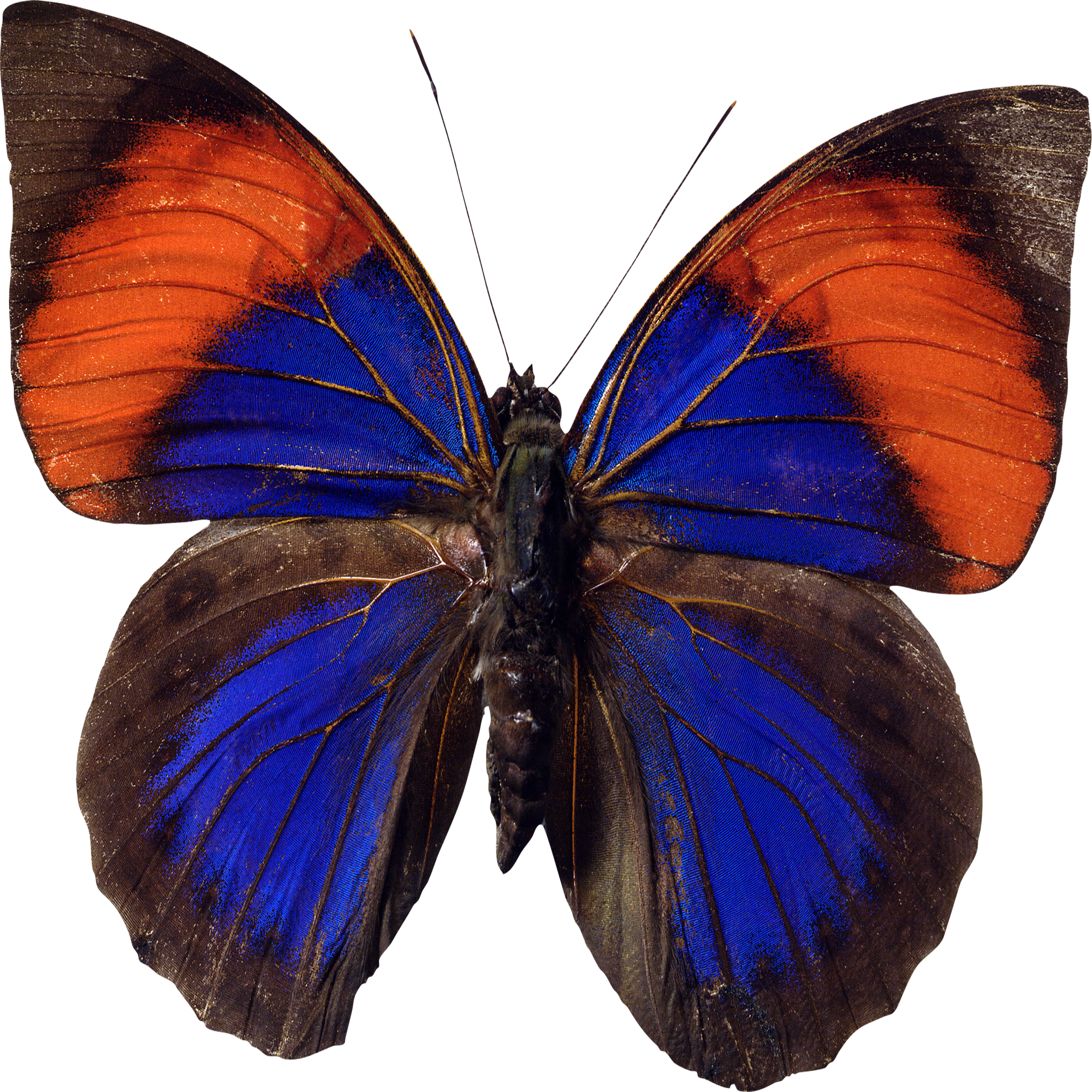 Colorful Butterfly Transparent Picture